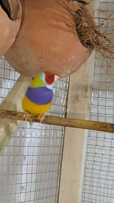 Gouldian finches looking for new shelter.