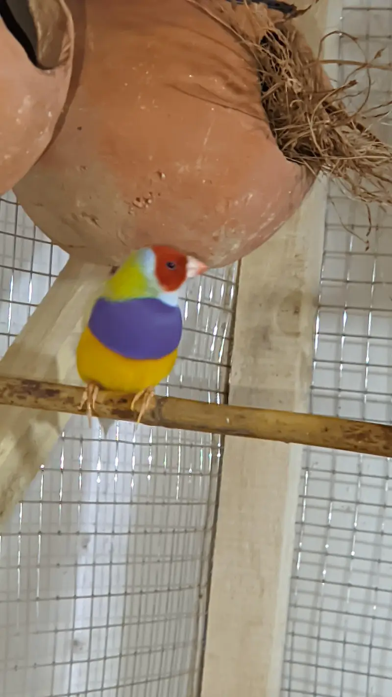 Gouldian finches looking for new shelter.