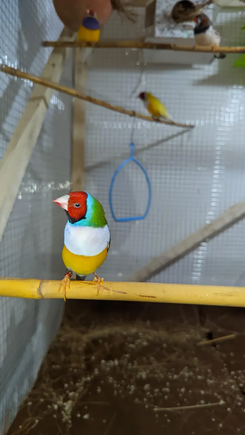 Gouldian finches looking for new shelter. — photo 2