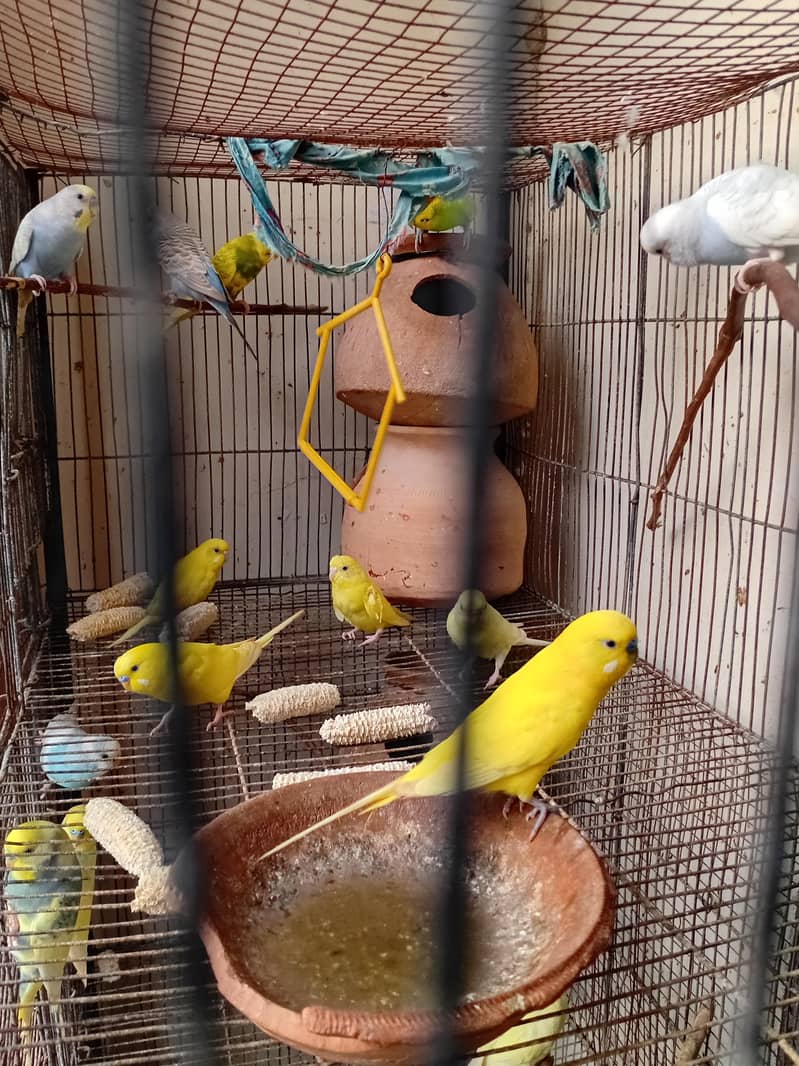 Australian Parrots 0