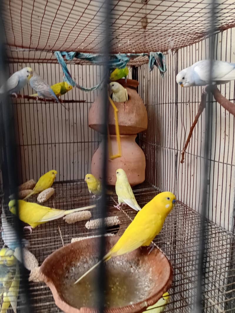 Australian Parrots 1