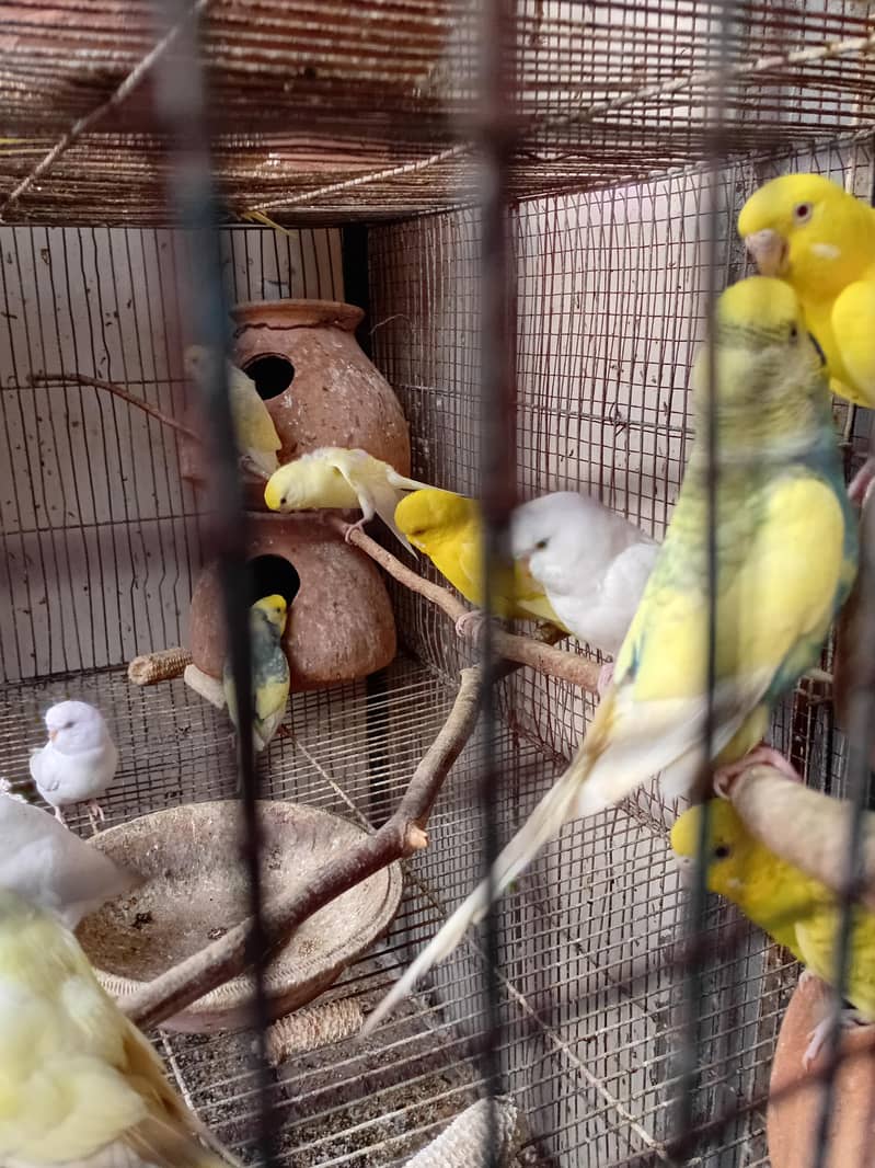 Australian Parrots 2