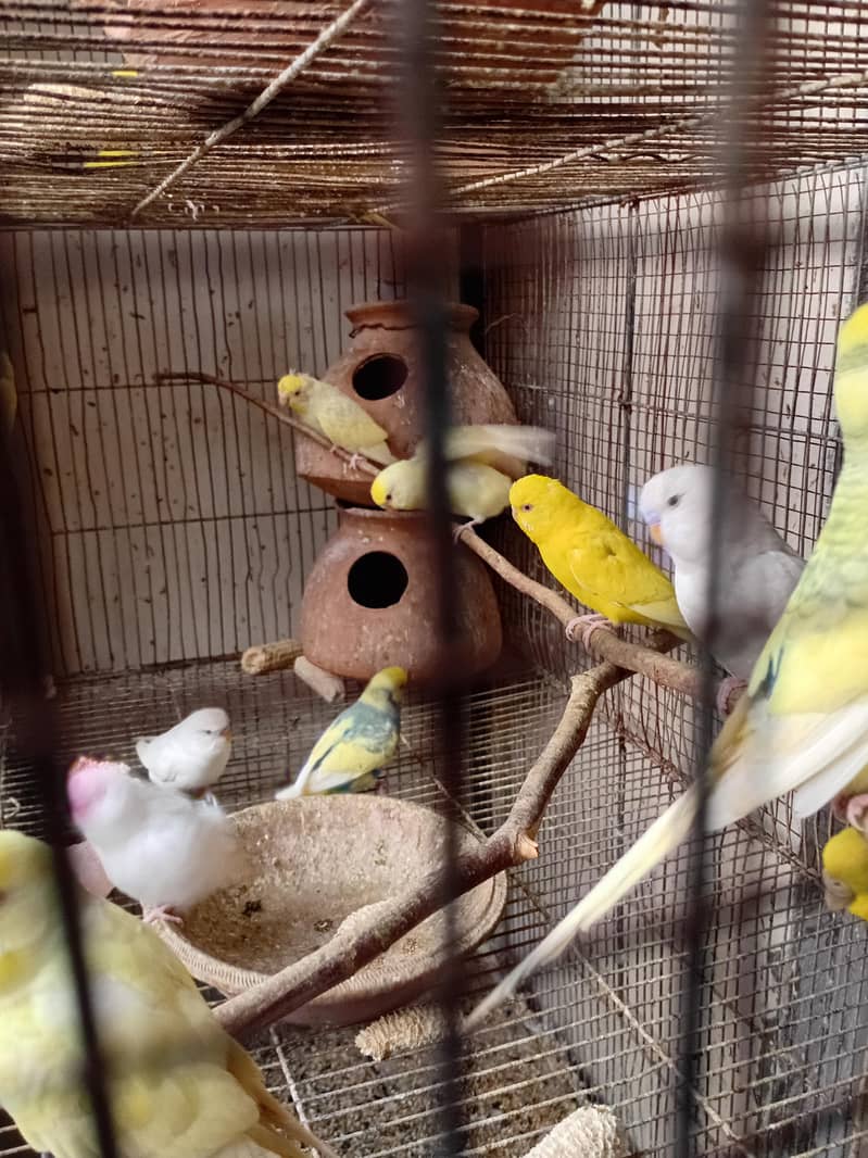 Australian Parrots 3