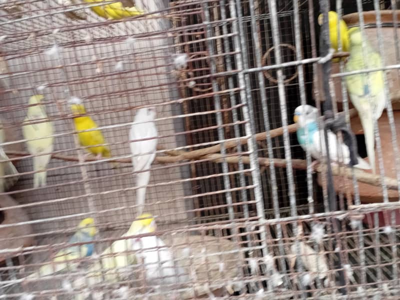 Australian Parrots 4