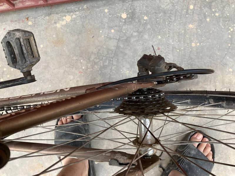 19" size cycle 4