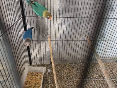 Love birds looking for a new shelter with cage