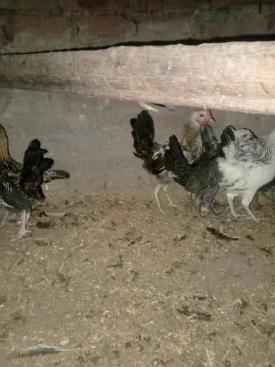 Dassi murgay pure dessi  house pet prepare with dassi food