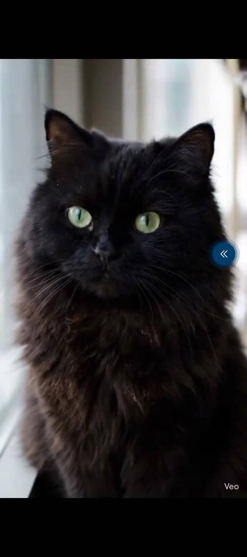black cat 0