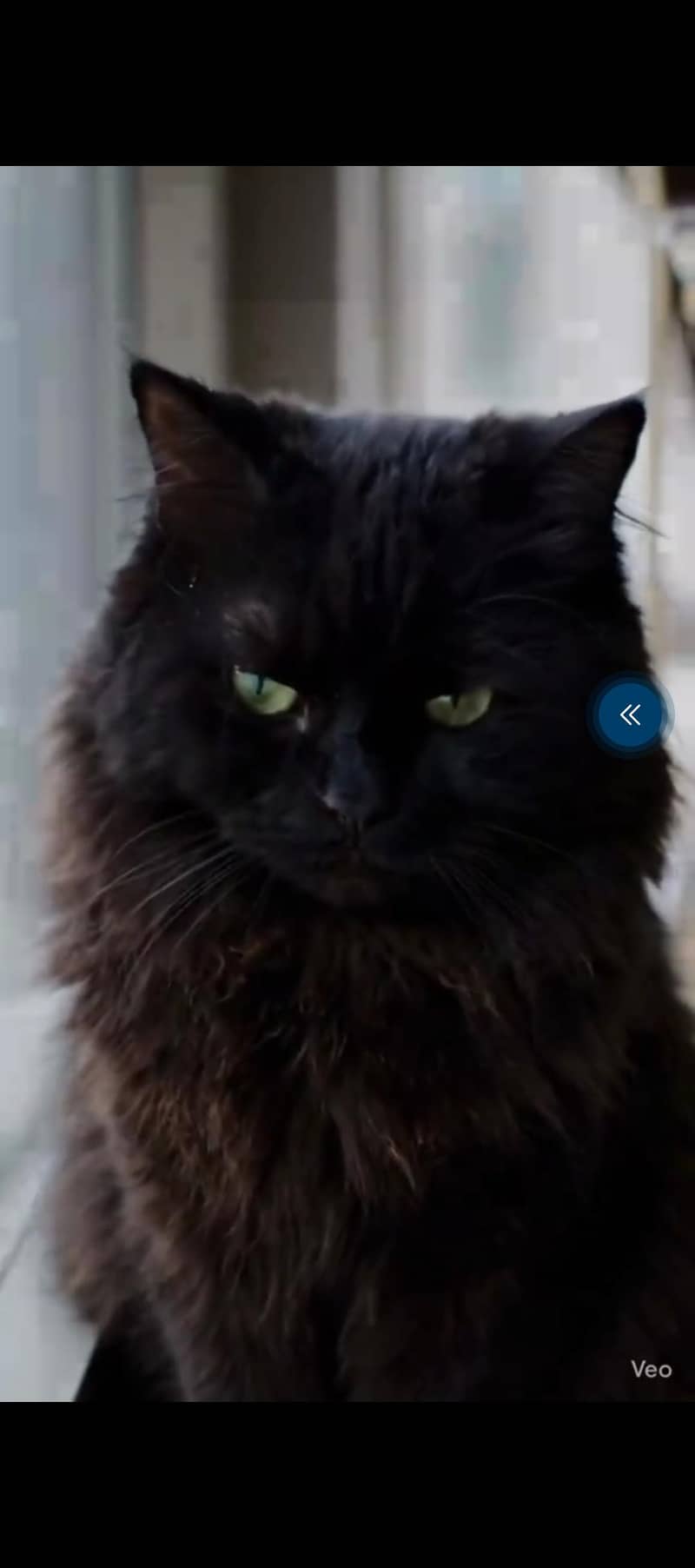 black cat 1