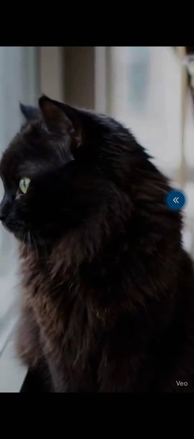 black cat 2