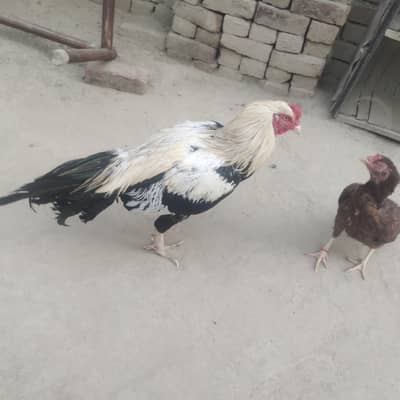 white jawa pure old blood line aseel minawali h