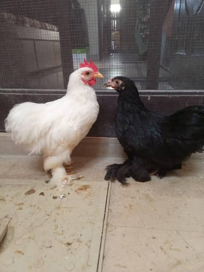 Bantum pair