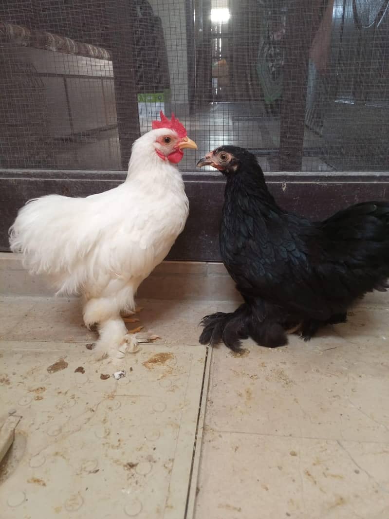 Bantum pair 0