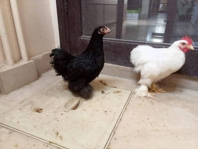Bantum pair 1