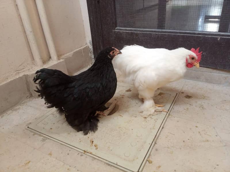 Bantum pair 3