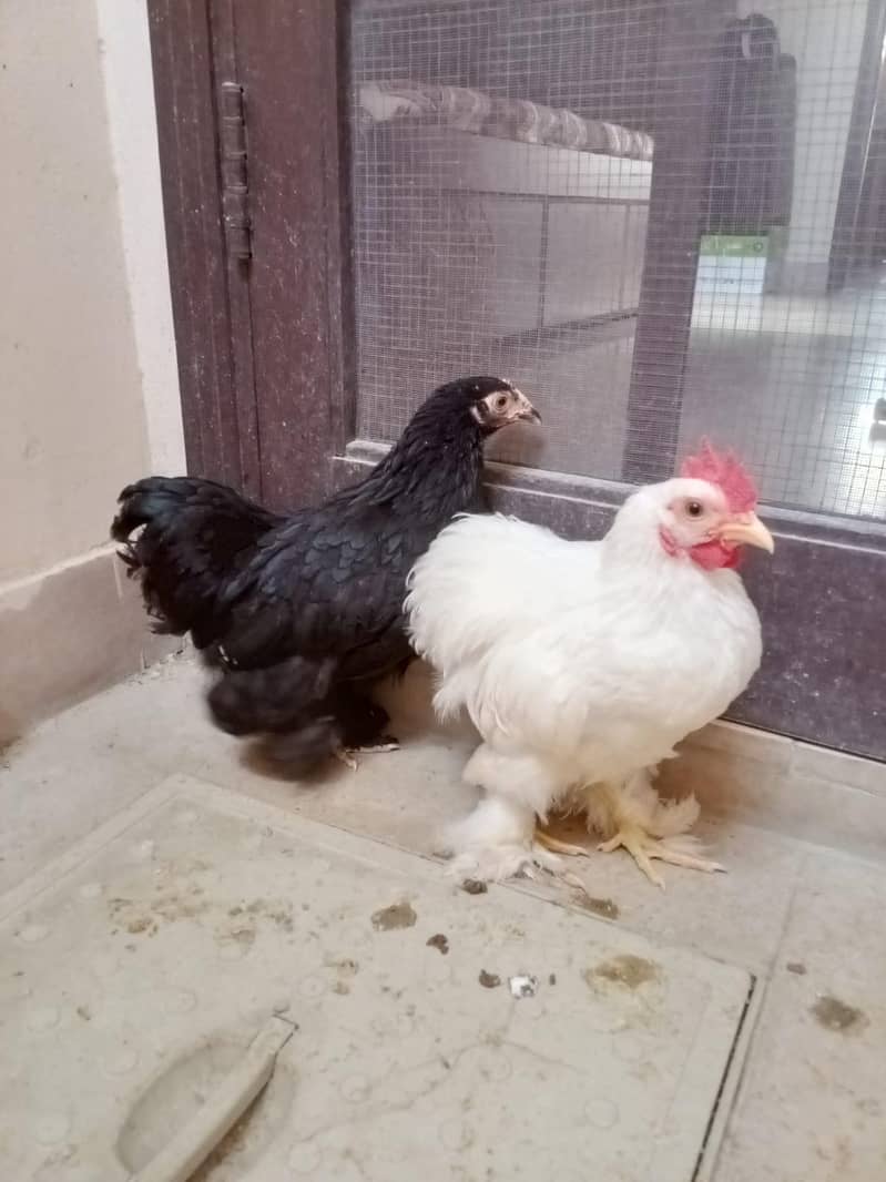 Bantum pair 4