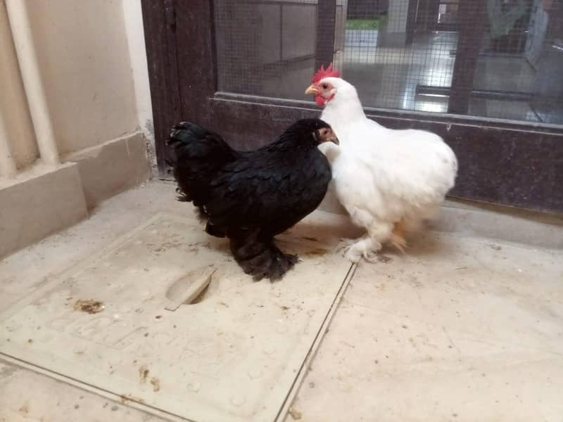 Bantum pair 5