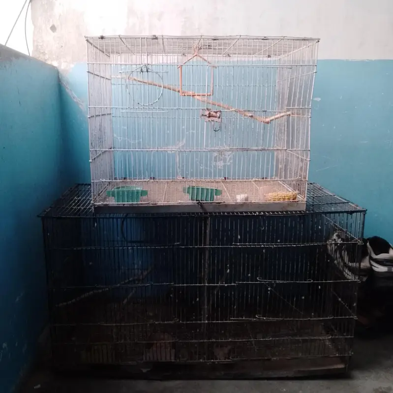 birds cage