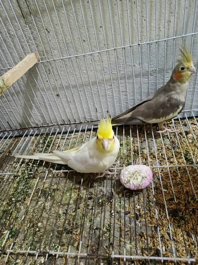 Coctkail pair