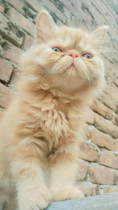 pikki kitten