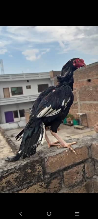 aseel lasani mianwali 1 murga 2 murgiya for sale