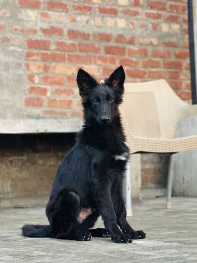 German Shepherd