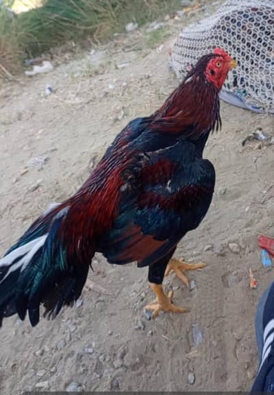 lakha patha band jor har taraf sa pura