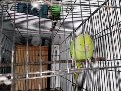 Ringneck parrot katha