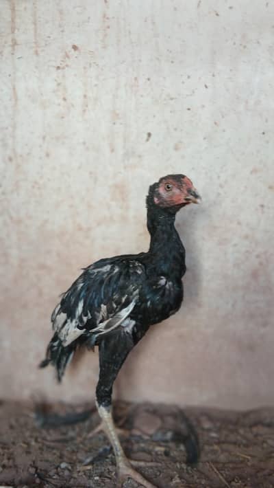 lassani aseel pathay pathiyan for sale