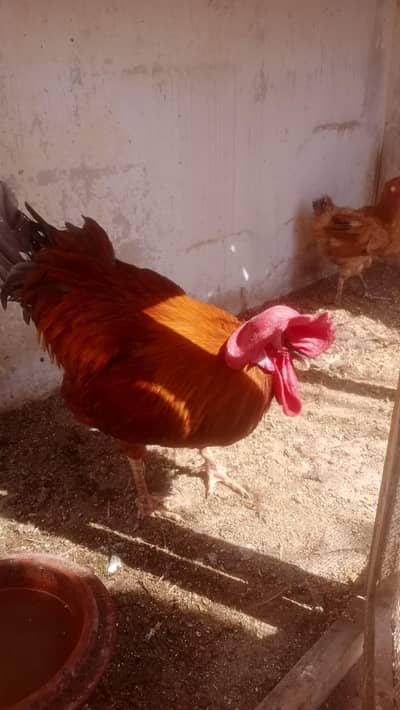 for sale