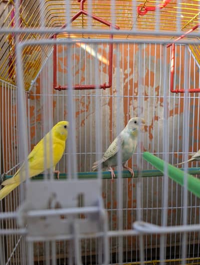 Budgies for Sale – 6 Months Old | Beautiful Colours