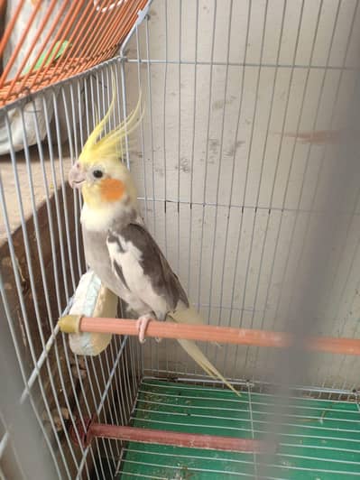 male cocktail for sell