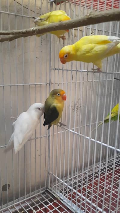 Lovebirds pair