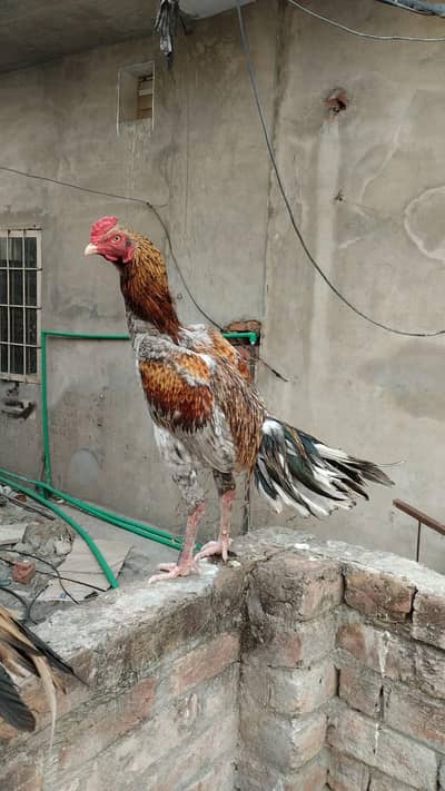 sindhi Aseel