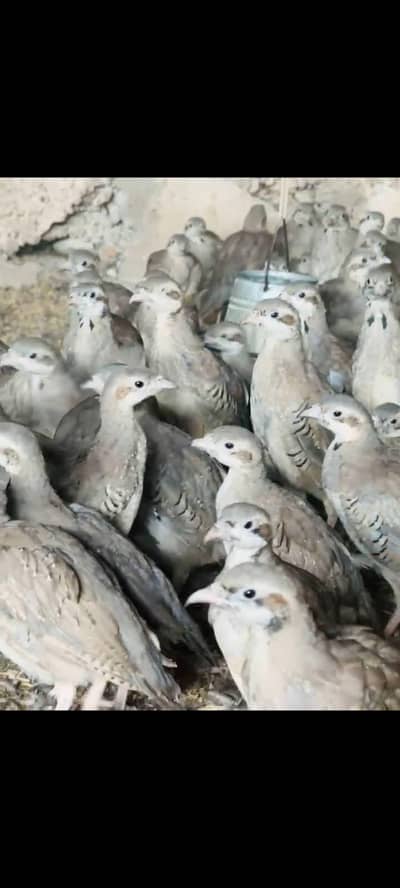 chakor, Bob white quail