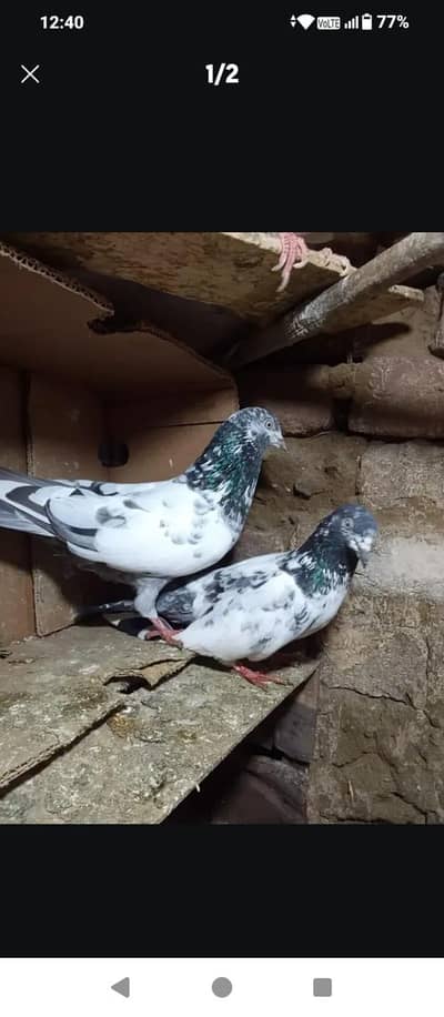 pigeon for sale