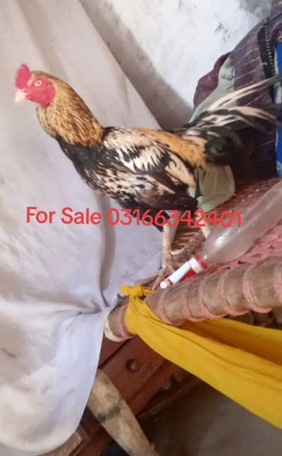 Aseel Murgha for sale rabta number 03166342401