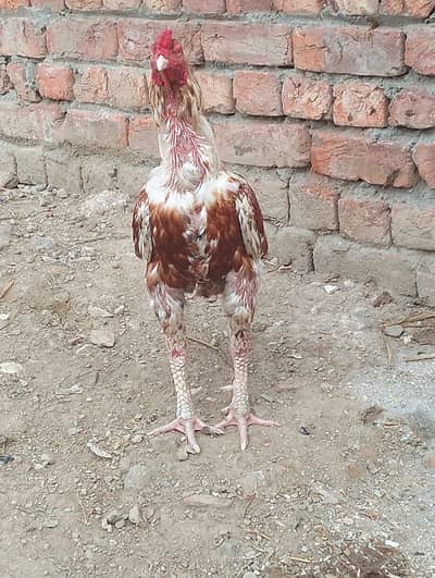 pila murga for sale 03053391036