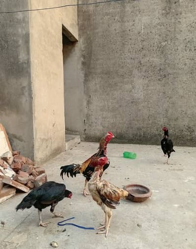High quality Pure pakistani + lasano cross aseel