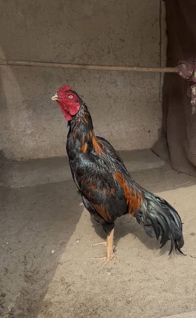 Lakha Aseel for sale | out class quality