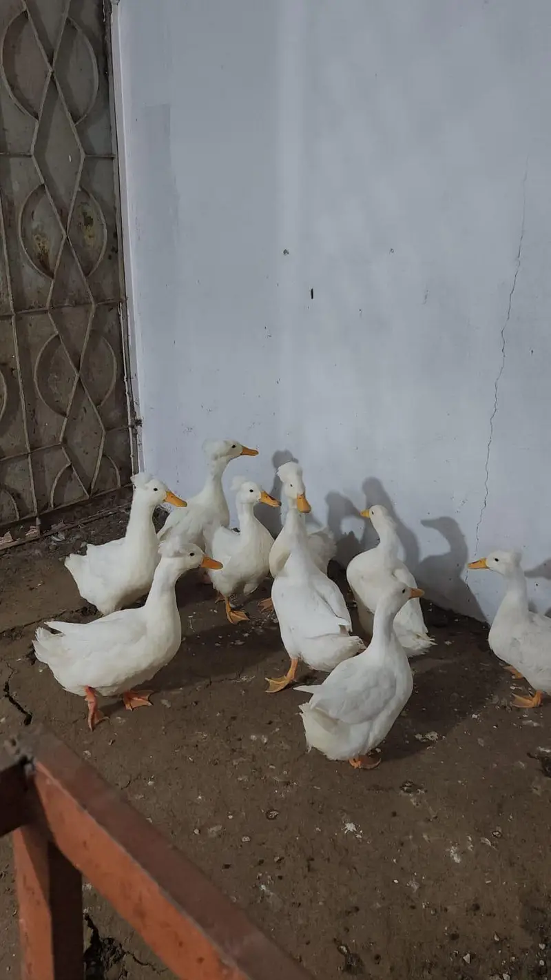 adult white crested ducks piar