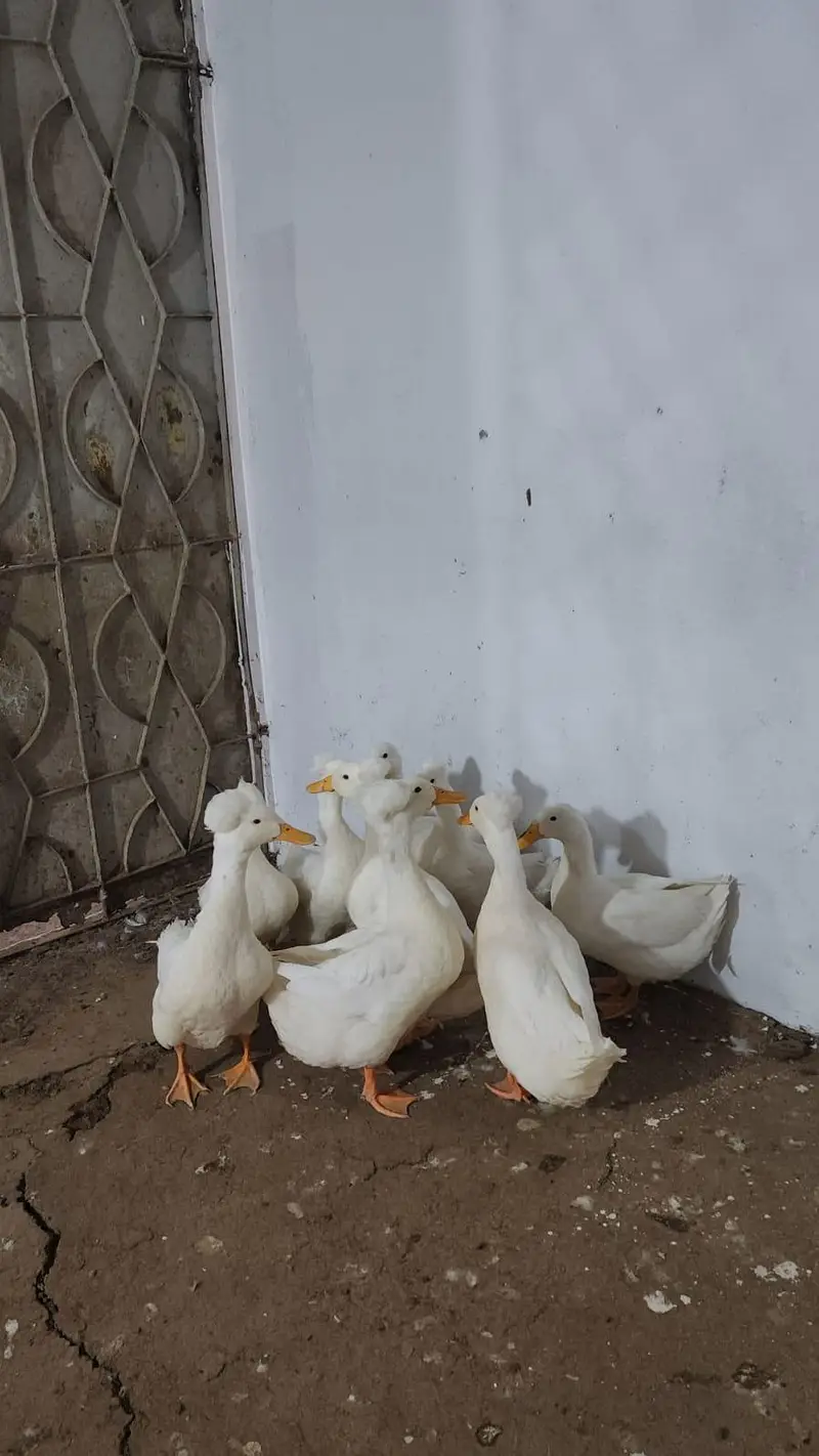 adult white crested ducks piar — photo 2