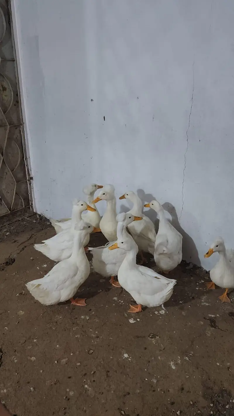 adult white crested ducks piar — photo 3
