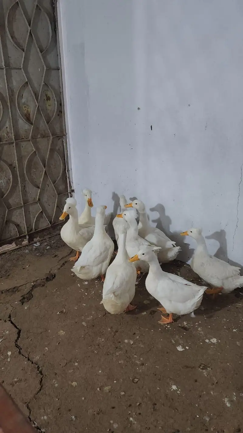 adult white crested ducks piar — photo 4