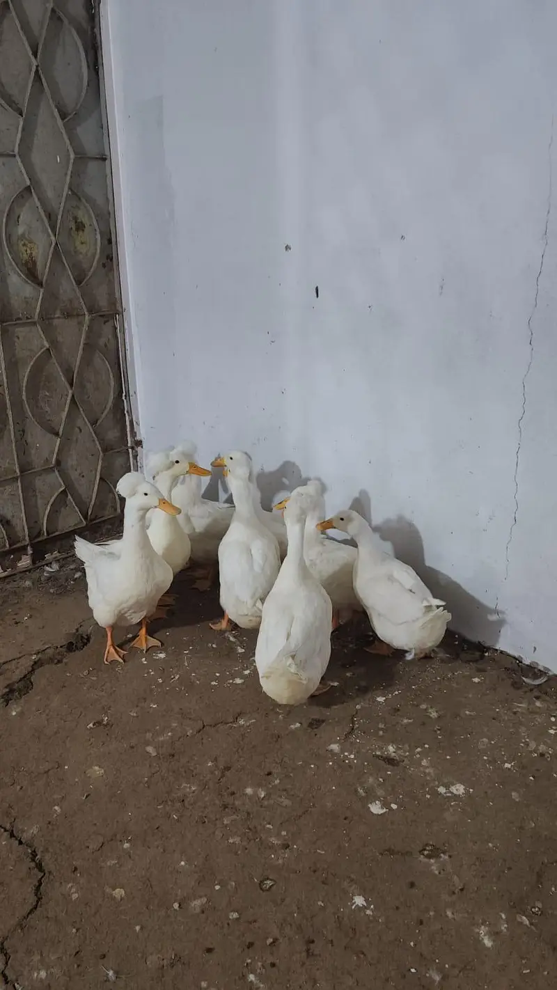 adult white crested ducks piar — photo 5