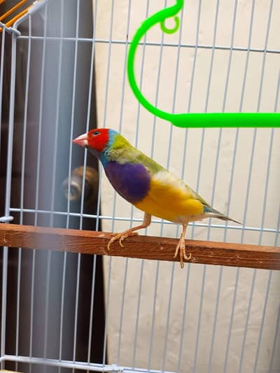 goldian finch pair available