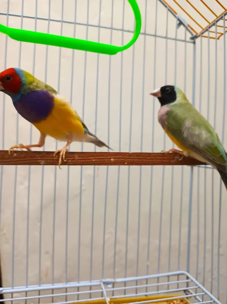 goldian finch pair available — photo 2