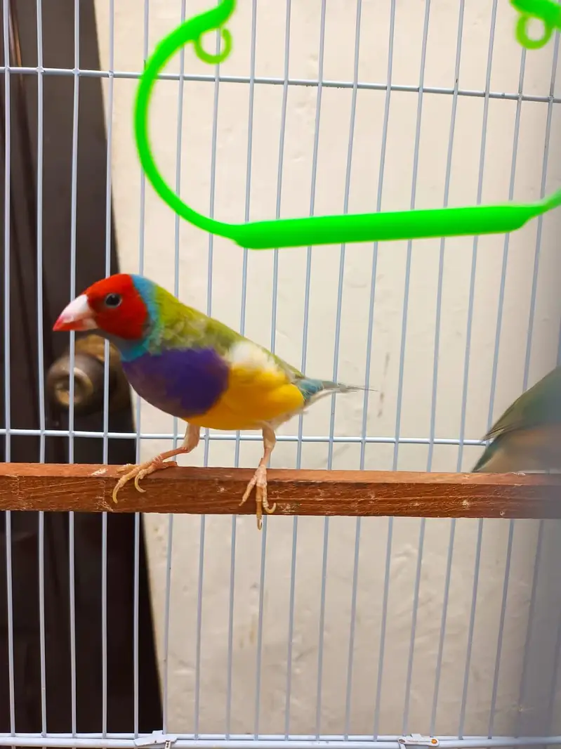 goldian finch pair available — photo 4