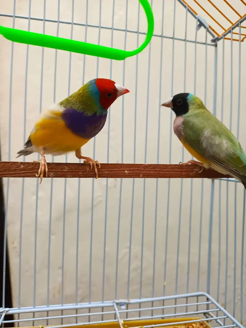 goldian finch pair available — photo 5