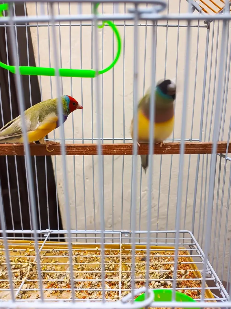 goldian finch pair available — photo 6